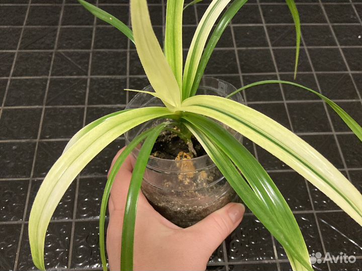 Панданус вариегатный