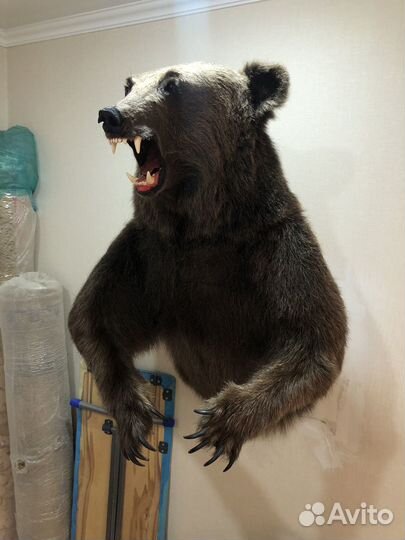 Таксидермия,чучела