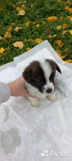 Щенки корги