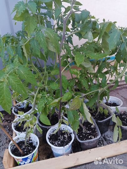 Земляника, томаты