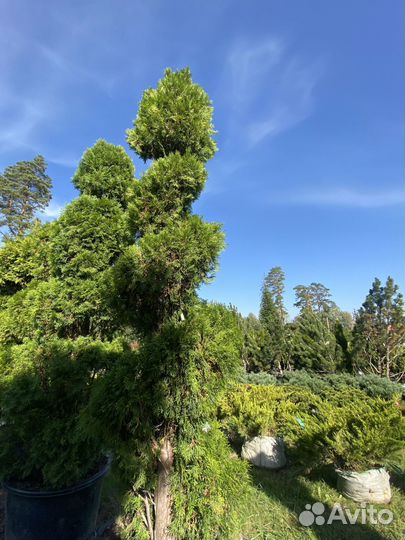 Туя Даника 65 см