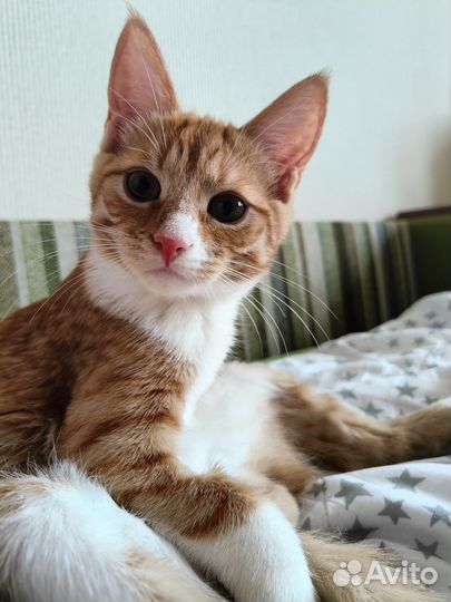 Котёнок 5 мес. с улицы ищет дом и любящую семью