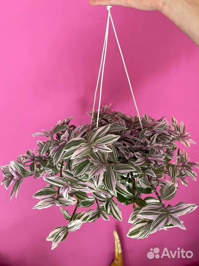 Ампельная традесканция большая