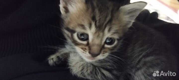 Котёнок в дар