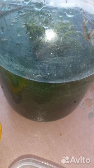 Улитки теодоксусы. Креветки. Растения