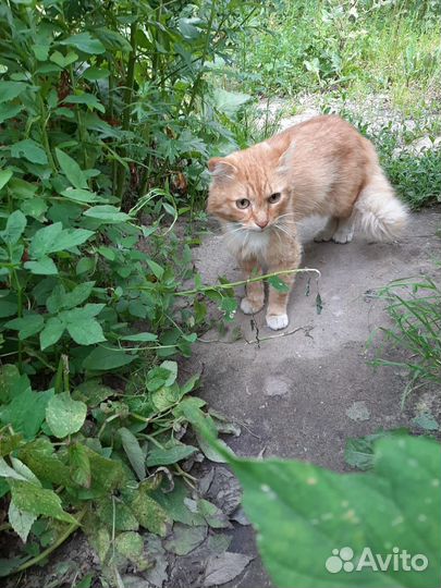 Котик в добрые руки