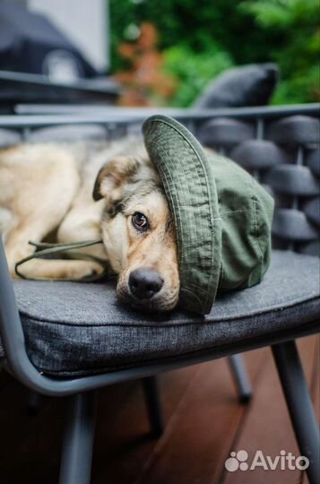 Отдам щенка в добрые руки