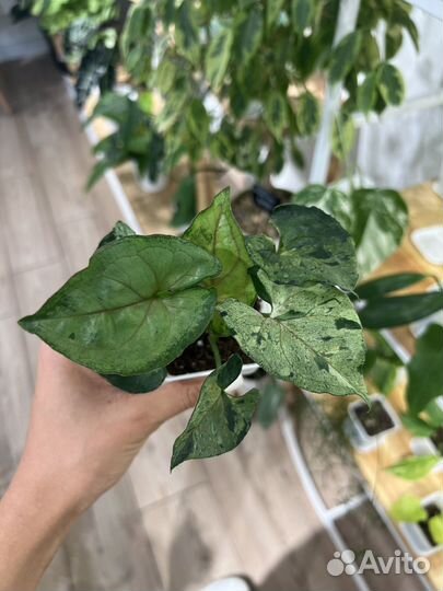 Сингониумы