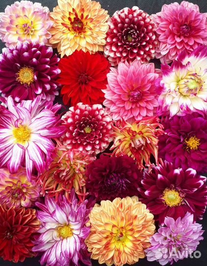 Георгины вегетативные