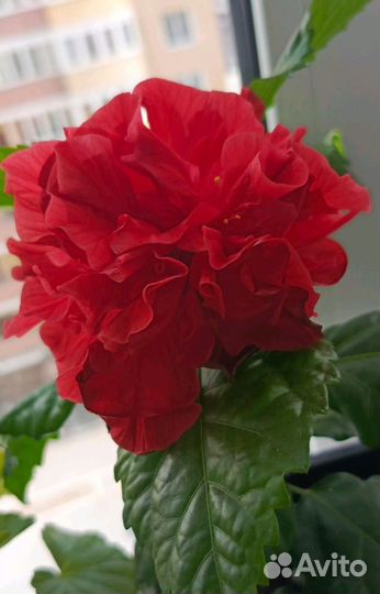 Гибискус китайская роза