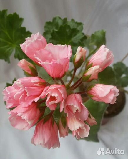 Пеларгония герань Marie Louise