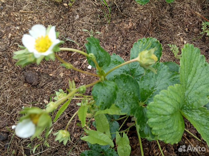 Рассада клубники