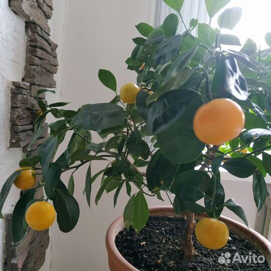 Каламондин цитрус