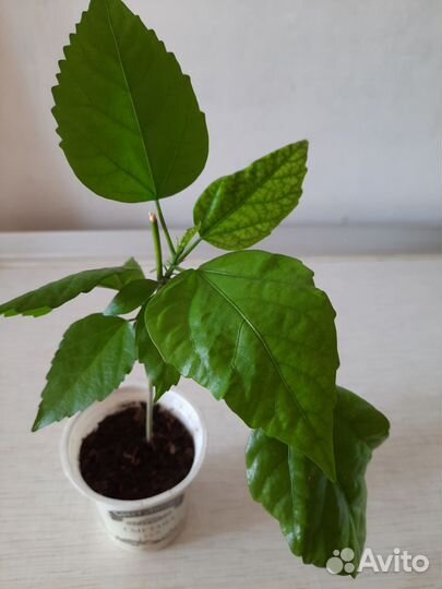 Спатифиллум,драцены, гибискус, домашние растения