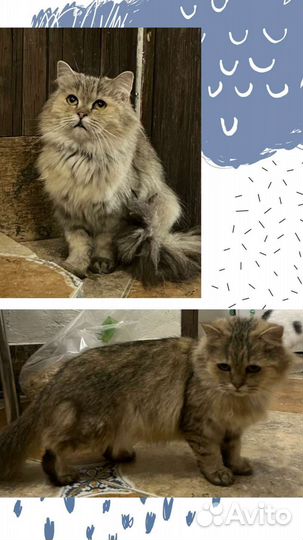 Милая кошечка