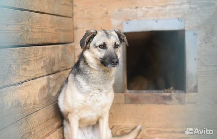 Скромная молодая Октавия ждет хозяйку