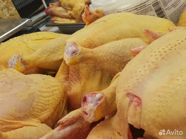 Куры домашние