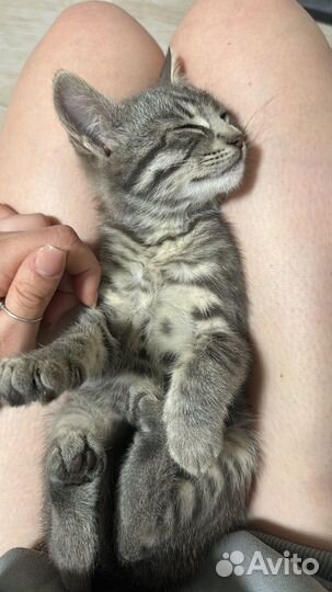Кошка в дар бесплатно