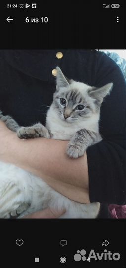 Отдам в добрые руки