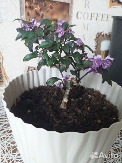 Перец комнатный острый