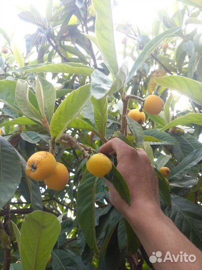 Японская мушмула, локва