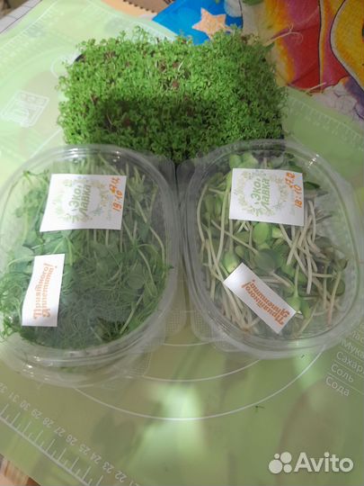 Продам микрозелень