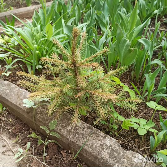 Туя, Елка, Дуб