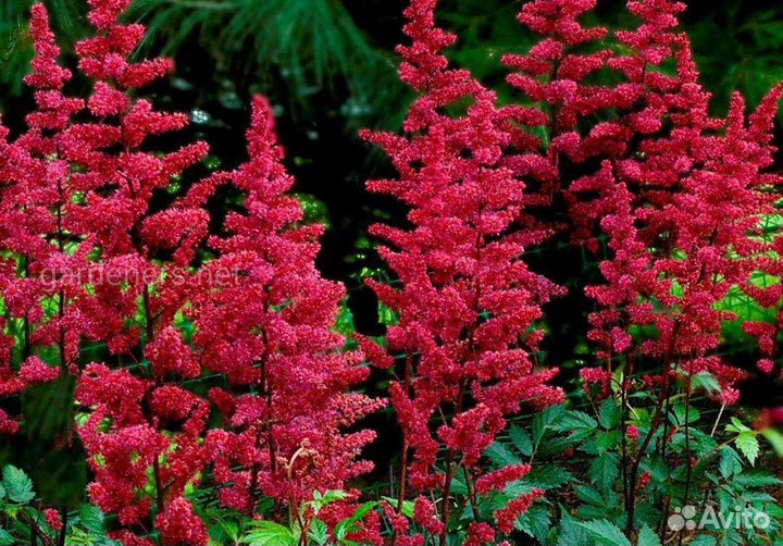 Многолетние растения