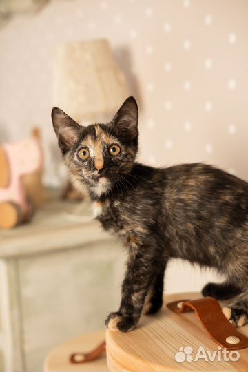 Отдам в добрые руки