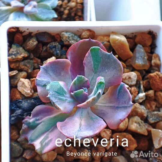 Суккуленты редкие. Echeveria Beyonse с бородавками
