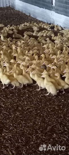 Живая птица