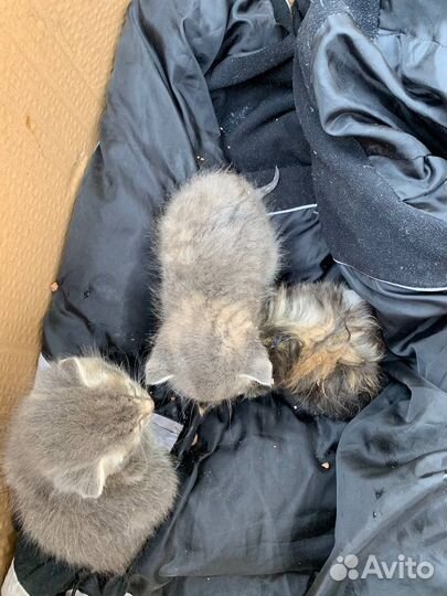 Котята в добрые руки