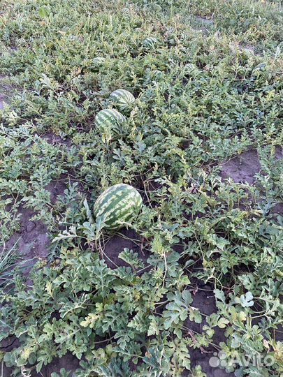 Арбуз оптом