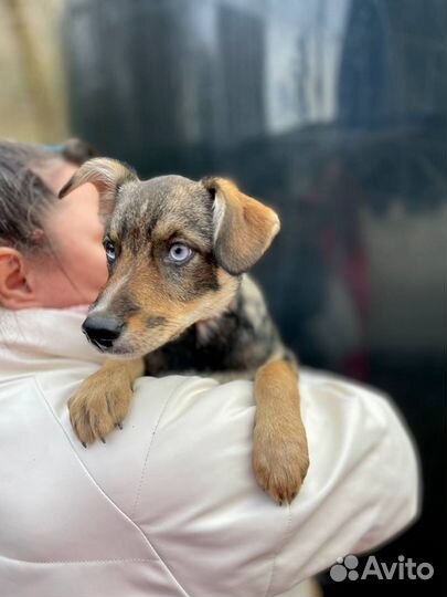 Голубоглазый щенок девочка в добрые руки