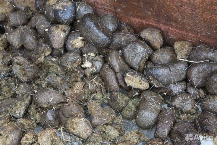 Навоз конский