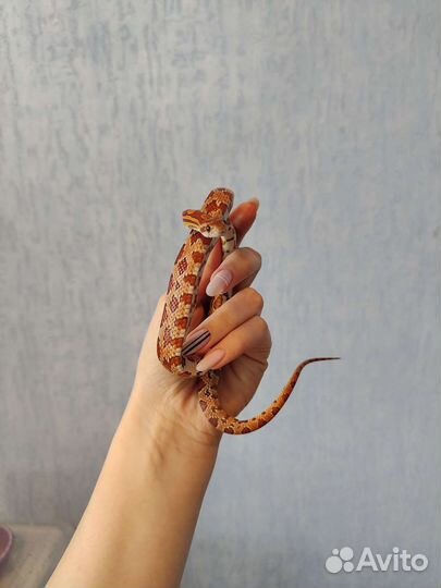 Змея