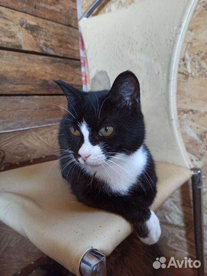 Кошка Улечка ищет дом