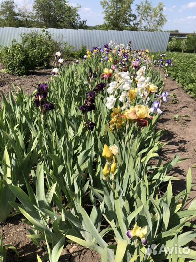 Ирисы