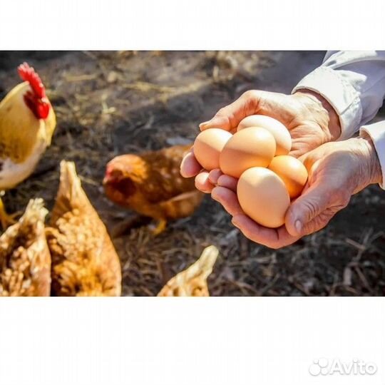 Яица домашние