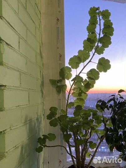 Растения: лимон герань хлорофитум алоэ