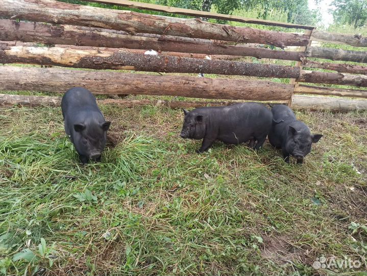 Вьетнамские вислобрюхие поросята