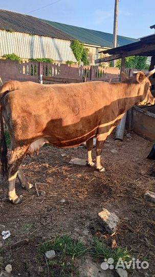 Корова высокоудойная