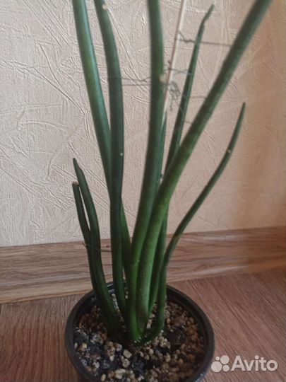 Комнатные растения, цветы