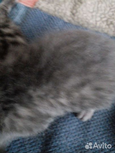 Котенок девочка бесплатно