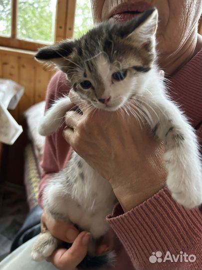 Котята в добрые руки бесплатно