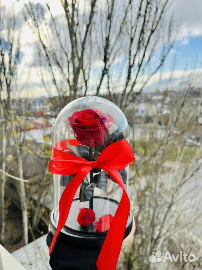 Роза в колбе