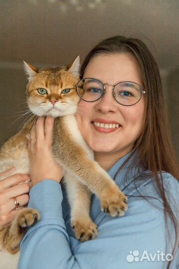 Котоняня с выездом на дом