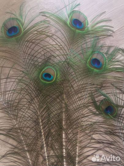 Перо павлина