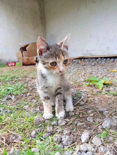 Котятки ищут дом