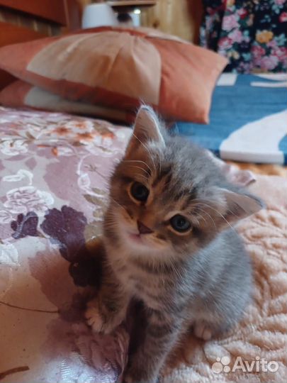 Кошка в дар бесплатно